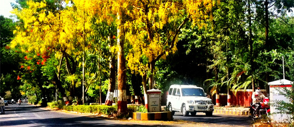 Yellow and Red shades bloom all over Pune.